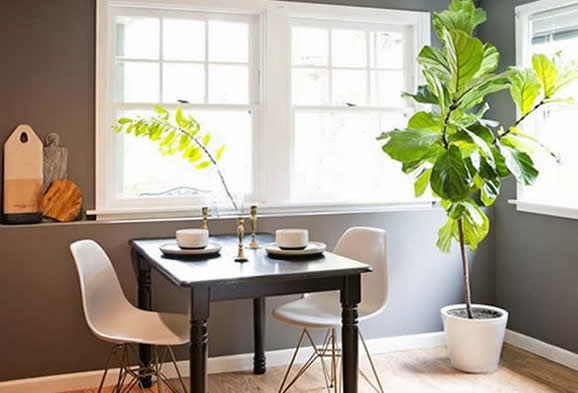 piante per purificare l'aria in casa e ufficio